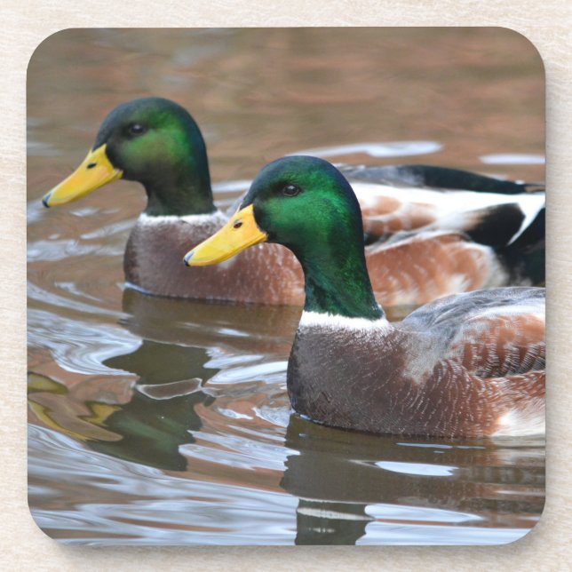 Dessous-de-verre Mallard Ducks (Devant)