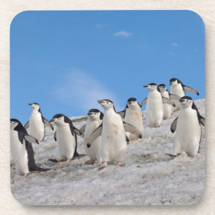 Dessous-de-verre Manchots à Collier   Pygoscelis Antarctica