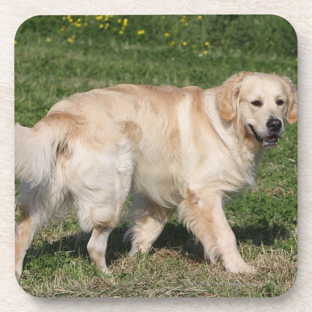 Dessous-de-verre Marche de golden retriever (Devant)