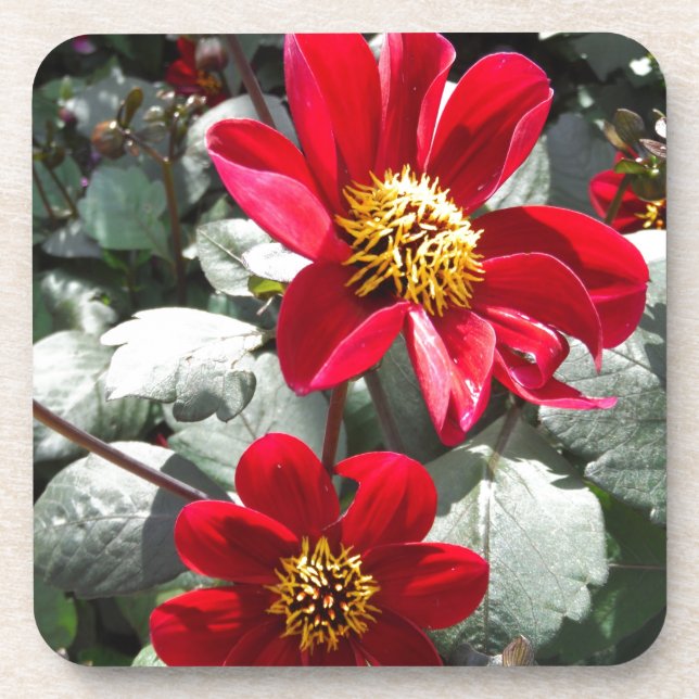 Dessous-de-verre marguerite rose chaud rouge / marguerites fleurs (Devant)