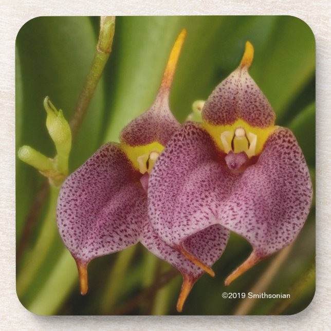 Dessous-de-verre Masdevallia (Devant)