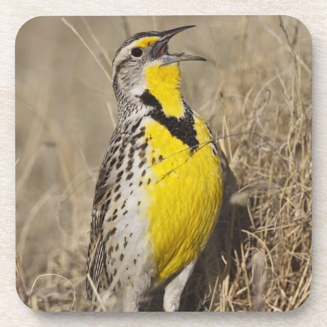 Dessous-de-verre Meadowlark occidental (Strunella négligecta) (Devant)