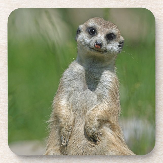 Dessous-de-verre Meerkat 013 (Devant)