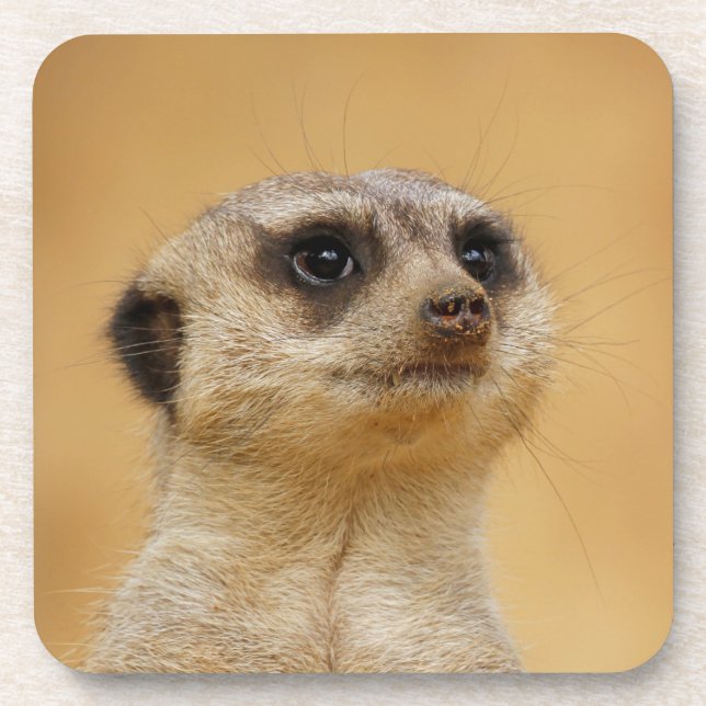 Dessous-de-verre Meerkat 2014-1101 (Devant)