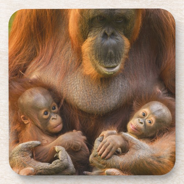 Dessous-de-verre Mère Orangoutane tenant deux bébés (Devant)