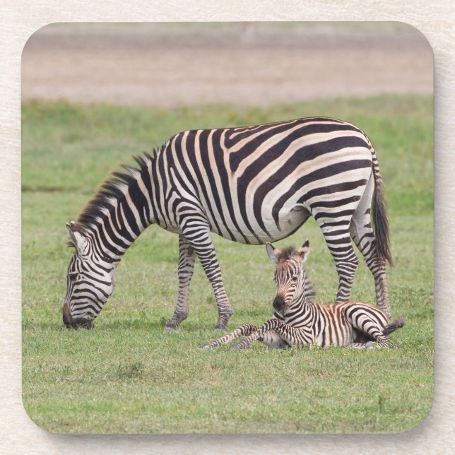 Dessous-de-verre Mère Zebra avec nouveau-né Colt (Devant)