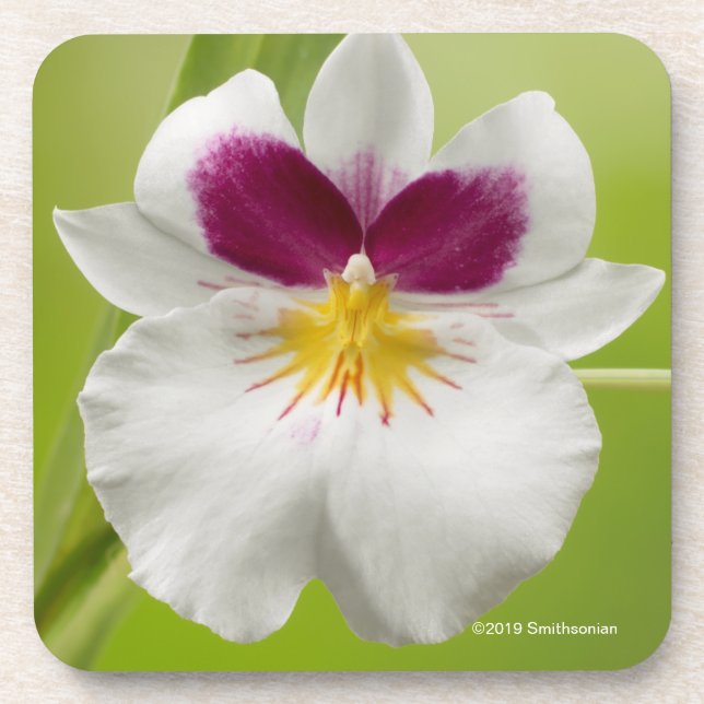 Dessous-de-verre Miltoniopsis Roezlii (orchidées de pensée) (Devant)