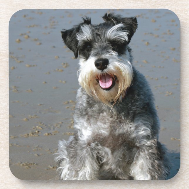 Dessous-de-verre mini schnauzer-au beach.png (Devant)