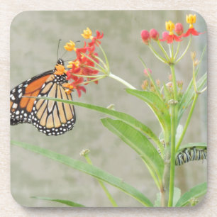 Dessous-de-verre Monarch Butterfly et Caterpillar