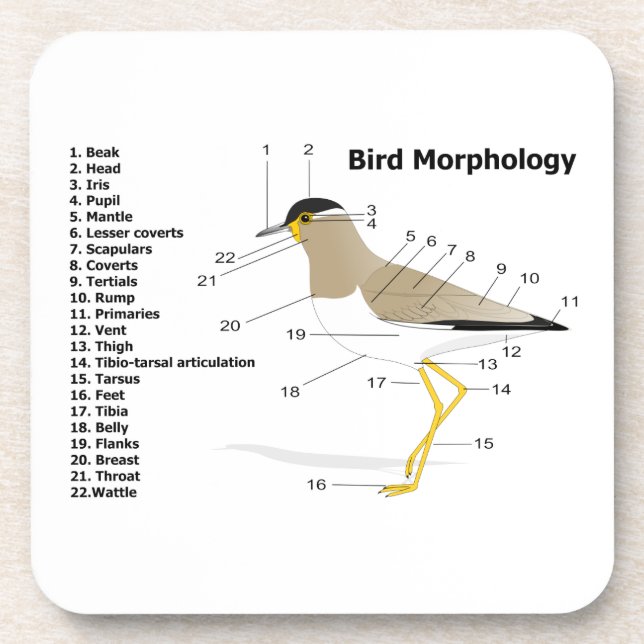 Dessous-de-verre Morphologie externe d'un Vanellus Malabaricus (Devant)