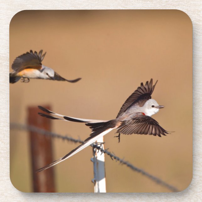 Dessous-de-verre Moucherolle à ciseaux (Tyrannus Forficatus) (Devant)