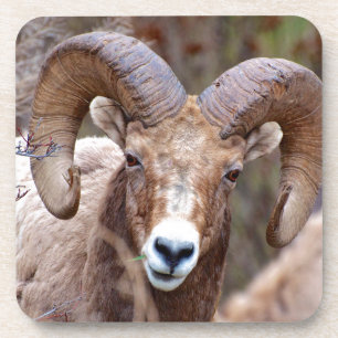 Dessous-de-verre Mouflon canadien des montagnes Rocheuses