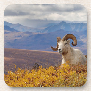 Dessous-de-verre mouflon de Dall, Ovis dalli, bélier