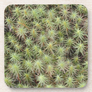 Dessous-de-verre Mousse verte