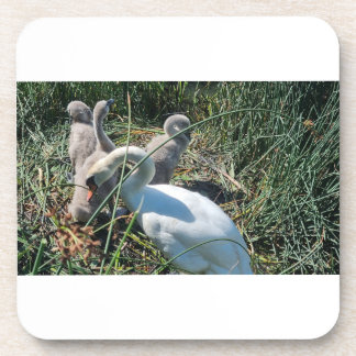 Dessous-de-verre Mute Swan Adult And Cygnets