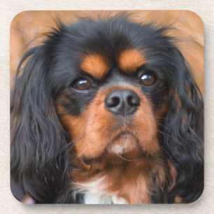 Dessous-de-verre Noir et Tan Cavalier King Charles Spaniel Chien