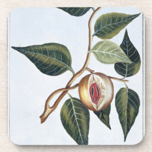 Dessous-de-verre Noix de muscade, plat 7, de 'collection Precieuse