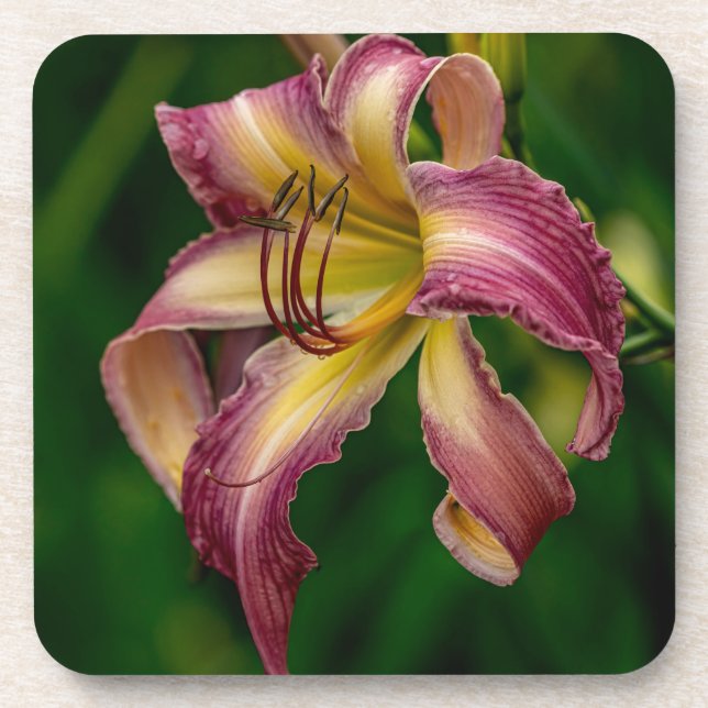 Dessous-de-verre Northwind Dancer Daylily (Devant)