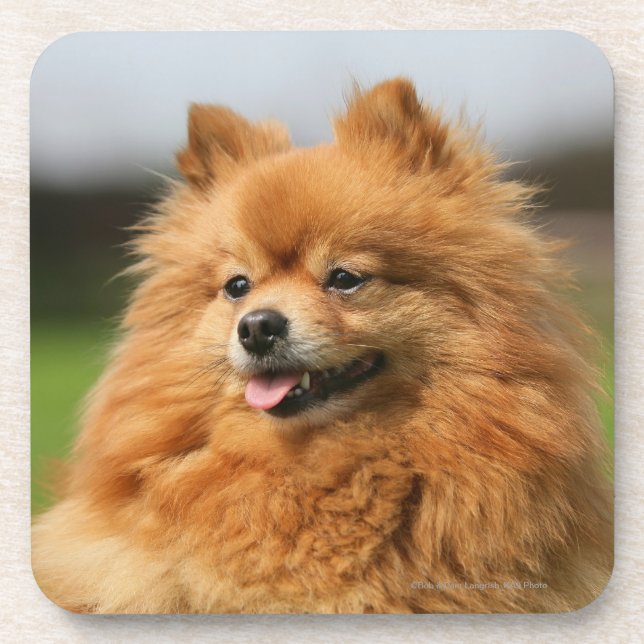 Dessous-de-verre Observation de Pomeranian (Devant)