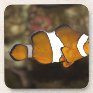 Dessous-de-verre Ocellaris Clowfish