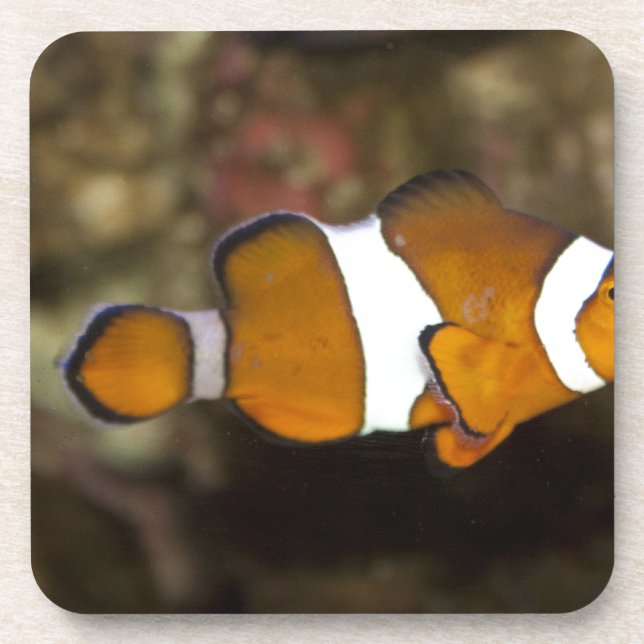 Dessous-de-verre Ocellaris Clowfish (Devant)