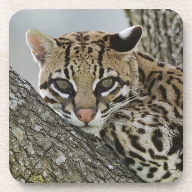 Dessous-de-verre Ocelot, Felis pardalis, en captivité, femelle au r (Devant)