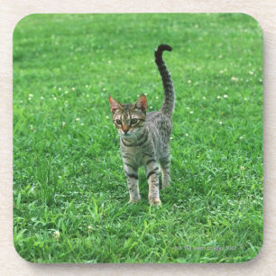 Dessous-de-verre Ocicat 3