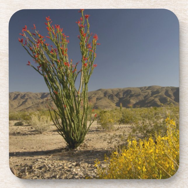 Dessous-de-verre Ocotillo et senné du désert (Devant)
