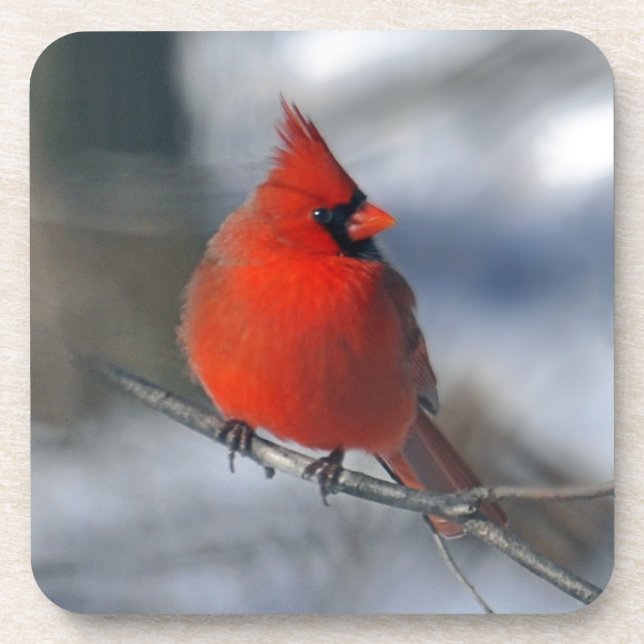 Dessous-de-verre Oiseau cardinal rouge (Devant)