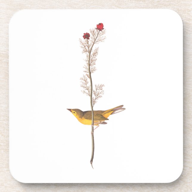 Dessous-de-verre Oiseau de Paruline à capuchon Audubon sur Fleur ro (Devant)