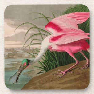 Dessous-de-verre Oiseaux d'Amérique de spatule de rose Audubon Imp