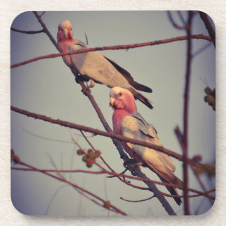 Dessous-de-verre Oiseaux de Galah dans l'arbre 1
