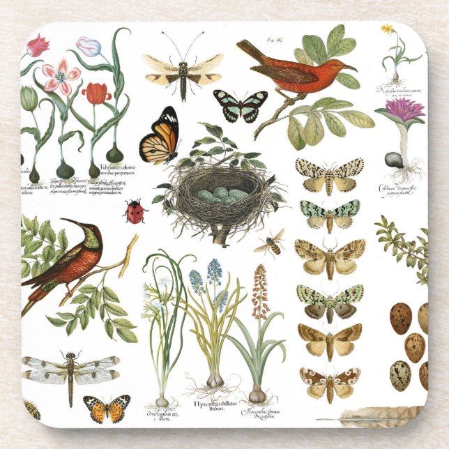 Dessous-de-verre oiseaux et fleurs botaniques français vintages (Devant)