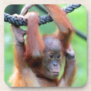 Dessous-de-verre Orang Utan 029