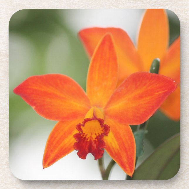 Dessous de verre oranges tropicaux d'orchidée (Devant)