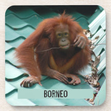 Orangutan sur le toit à Sepilok à Bornéo Photo