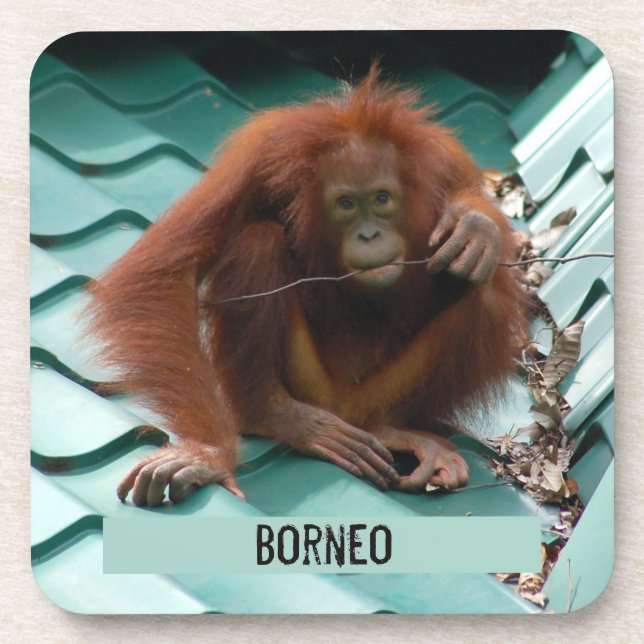 Dessous-de-verre Orangutan sur le toit à Sepilok à Bornéo Photo (Devant)