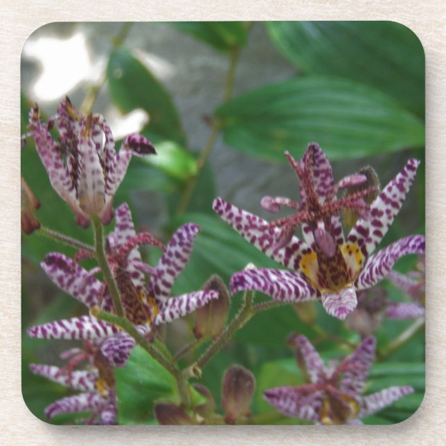 Dessous-de-verre Orchidée blanche rayée violette rose comme lys de  (Devant)