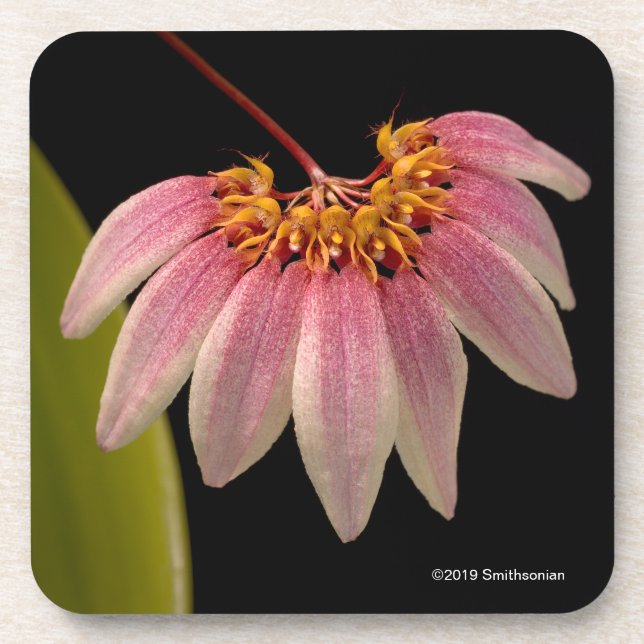 Dessous-de-verre Orchidée rose tropicale (Devant)