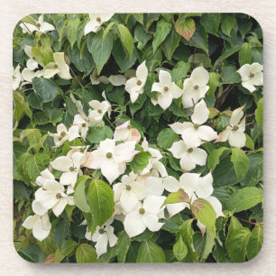 Dessous-de-verre Oreiller jeté botanique à fleurs blanches coas de 