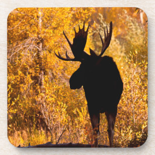 Dessous-de-verre Orignal (Alces Alces) Mâle Dans Les Saules Dorés 2