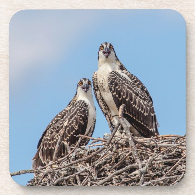 Dessous-de-verre Osprey juvénile dans le nid (Devant)