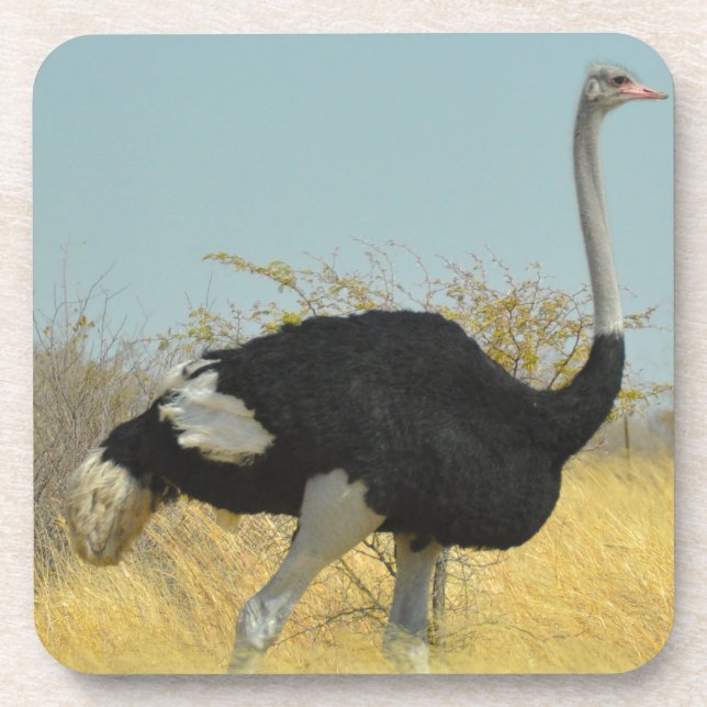 Dessous-de-verre Ostrige pour courir (Devant)