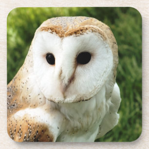 DESSOUS-DE-VERRE OWLS