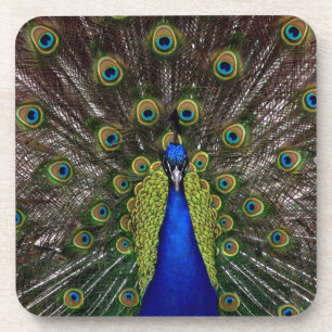 Dessous-de-verre Pacock