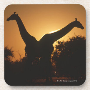 Dessous-de-verre Paires de girafe (camelopardalis de Giraffa)