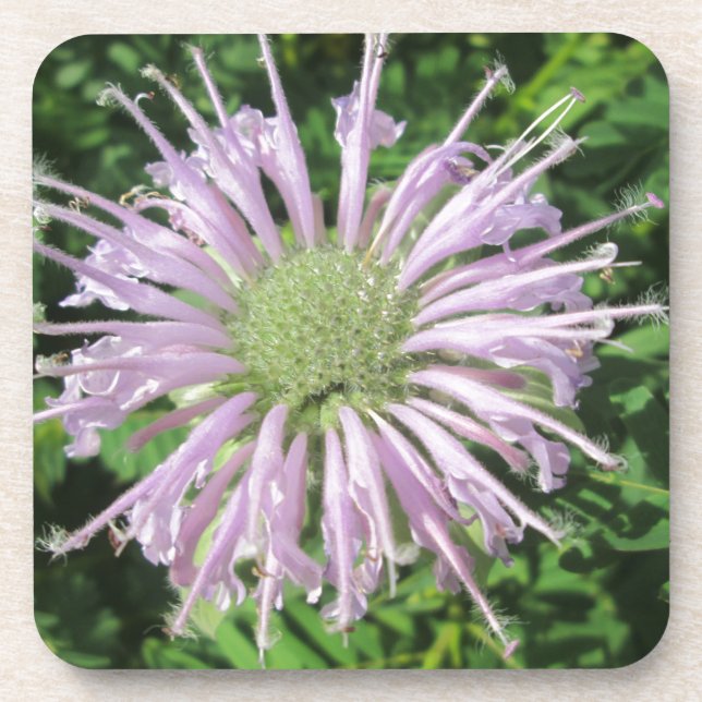 Dessous-de-verre Palme d'abeille violette (Devant)