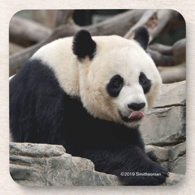 Dessous-de-verre Panda géant sur des roches (Devant)