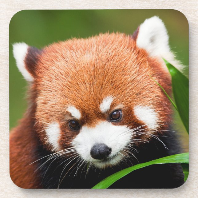 Dessous-de-verre Panda rouge mignonne (Devant)