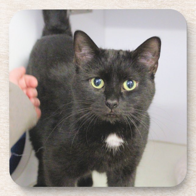 Dessous-de-verre Panier de souris de chat (Devant)